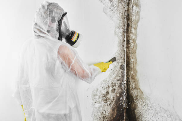 Best Affordable Mold Removal  in Ellisville, MS