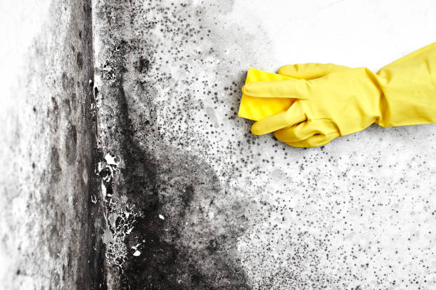 Professional Mold Removal in Ellisville, MS