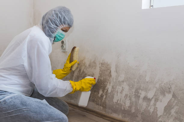 Best Mold Damage Repair  in Ellisville, MS