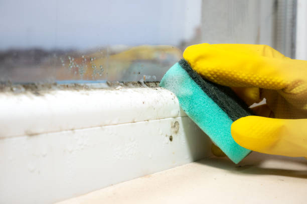 Best Emergency Mold Removal  in Ellisville, MS