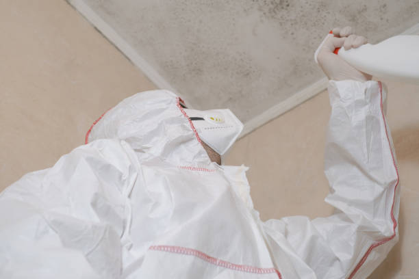 Best Residential Mold Removal  in Ellisville, MS