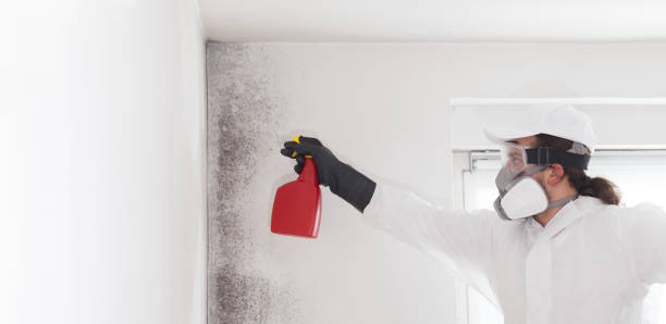 Best Black Mold Removal  in Ellisville, MS