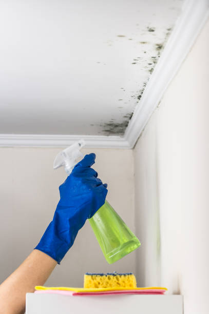Best Black Mold Removal  in Ellisville, MS