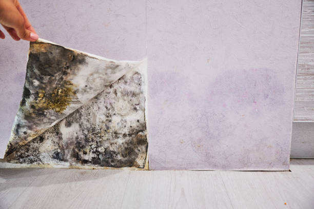 Best Mold Removal Near Me  in Ellisville, MS